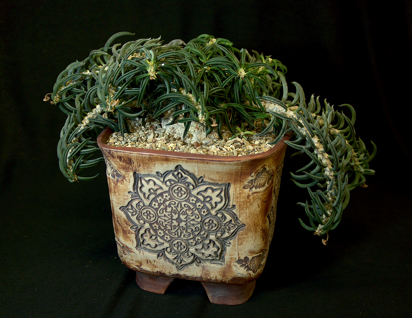 SCCSS 2019 February - Winner Open Succulent - Jim Hanna - Euphorbia cylindrifolia var. tubifera