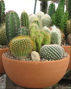 Cactus garden 1