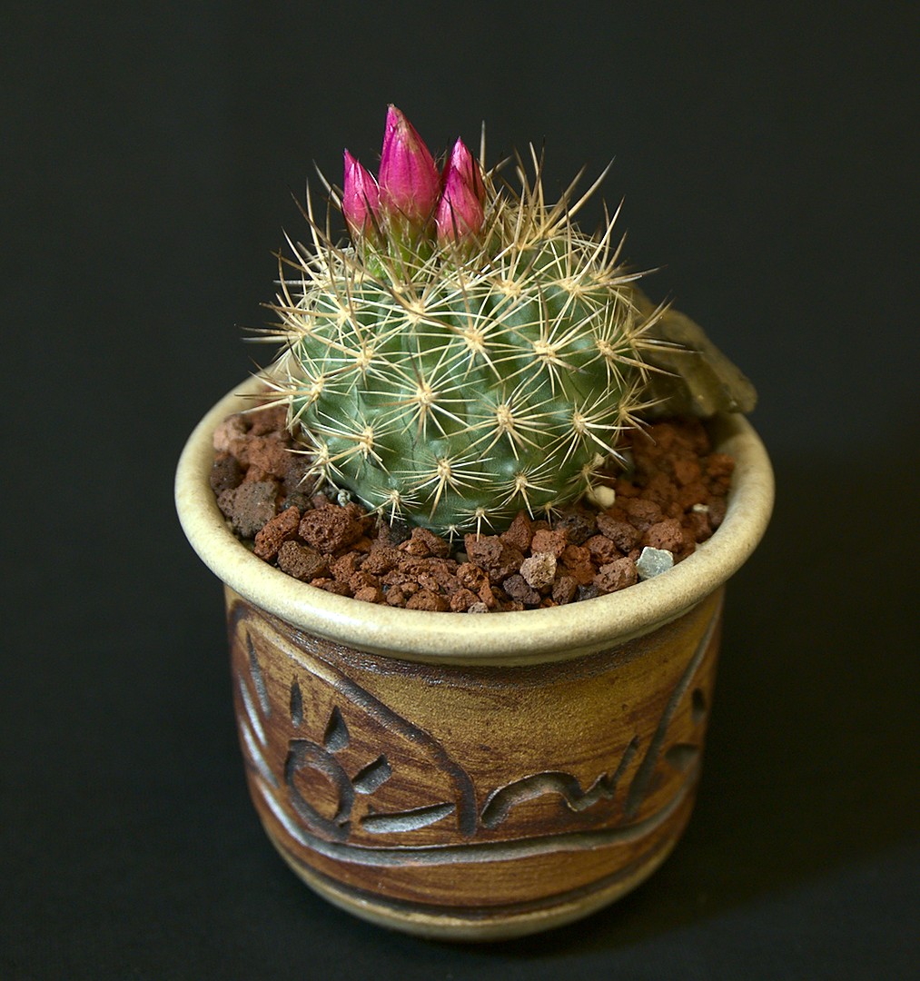 SCCSS 2019 March - Winner Intermediate Cactus - Coni Nettles - Thelocactus conothelos