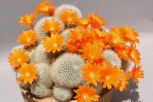 Aylostera deminuta (=Rebutia muscula)