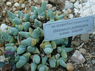 Gibbaeum pubescens ssp. shandii