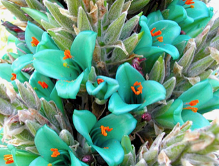 Puya berteroniana in Flower