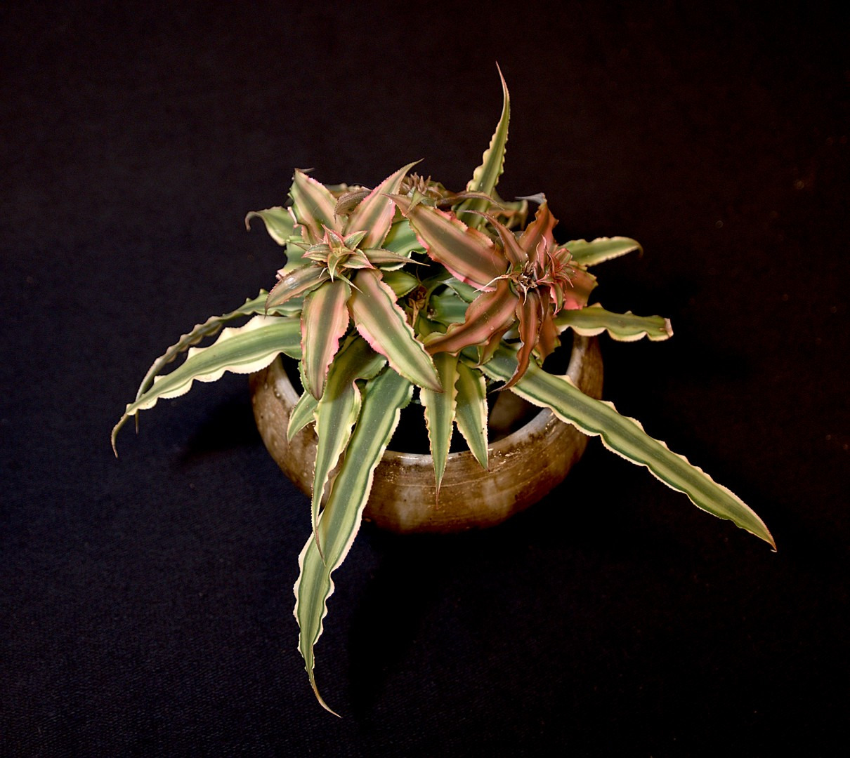 SCCSS 2019 September - Winner Intermediate Succulent - Sally Fasteau - Cryptanthus bivittatus 'Pink Star'