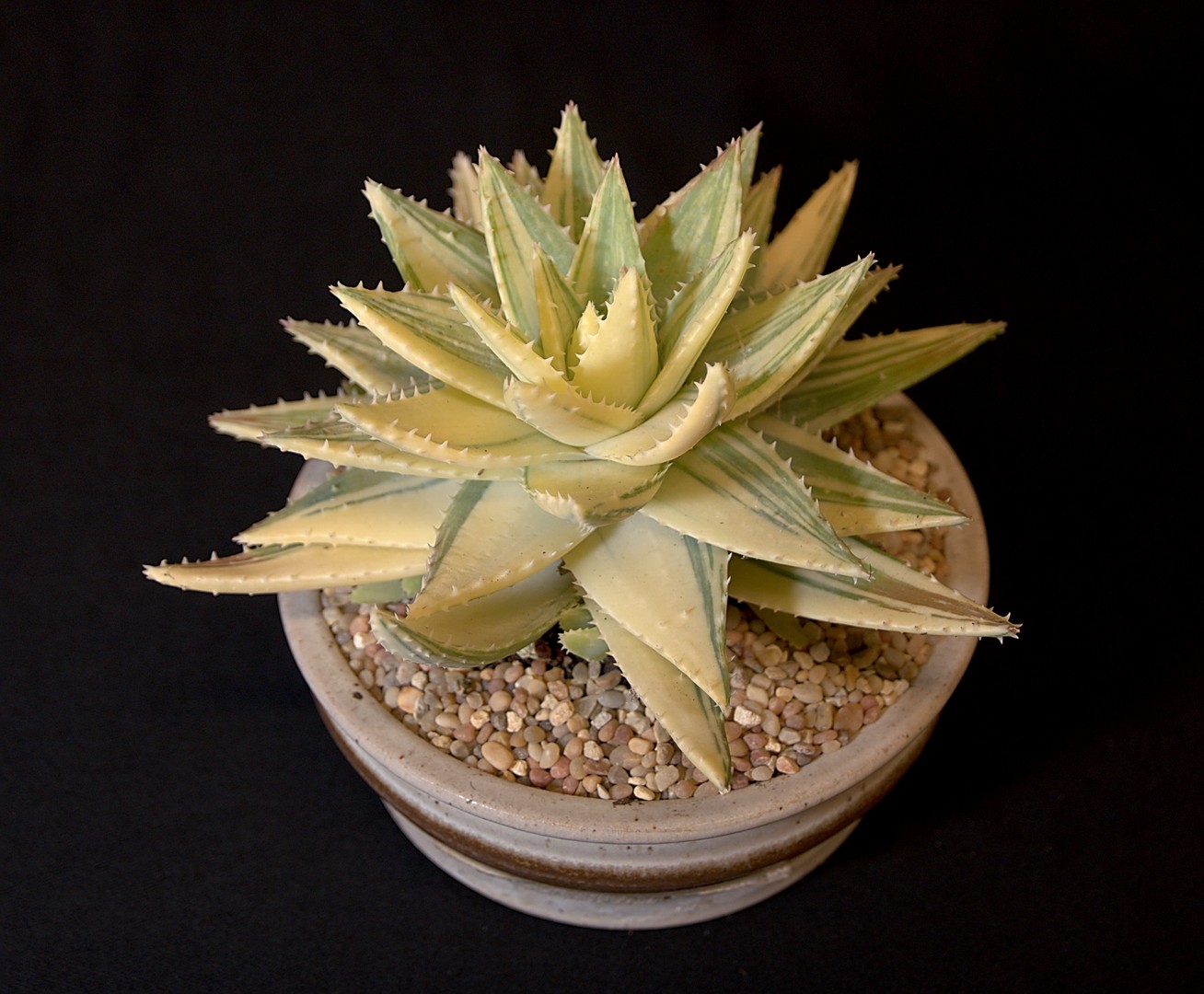 SCCSS 2019 September - Winner Novice Succulent - Ted Johnson - Aloe brevifolia variegata