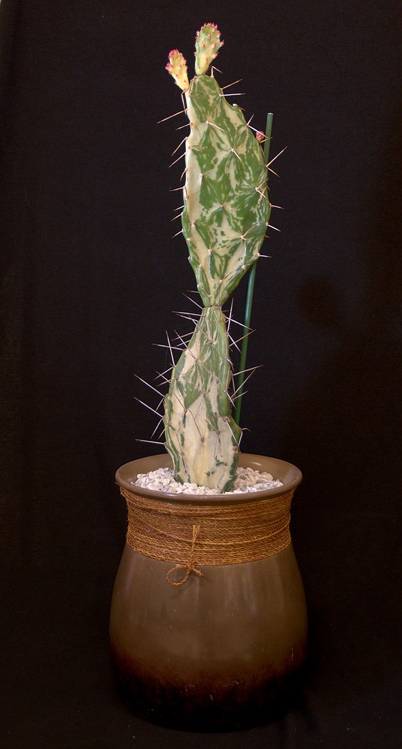 SCCSS 2019 September - Winner Open Cactus - Phyllis DeCrescenzo - Opuntia vulgaris variegata