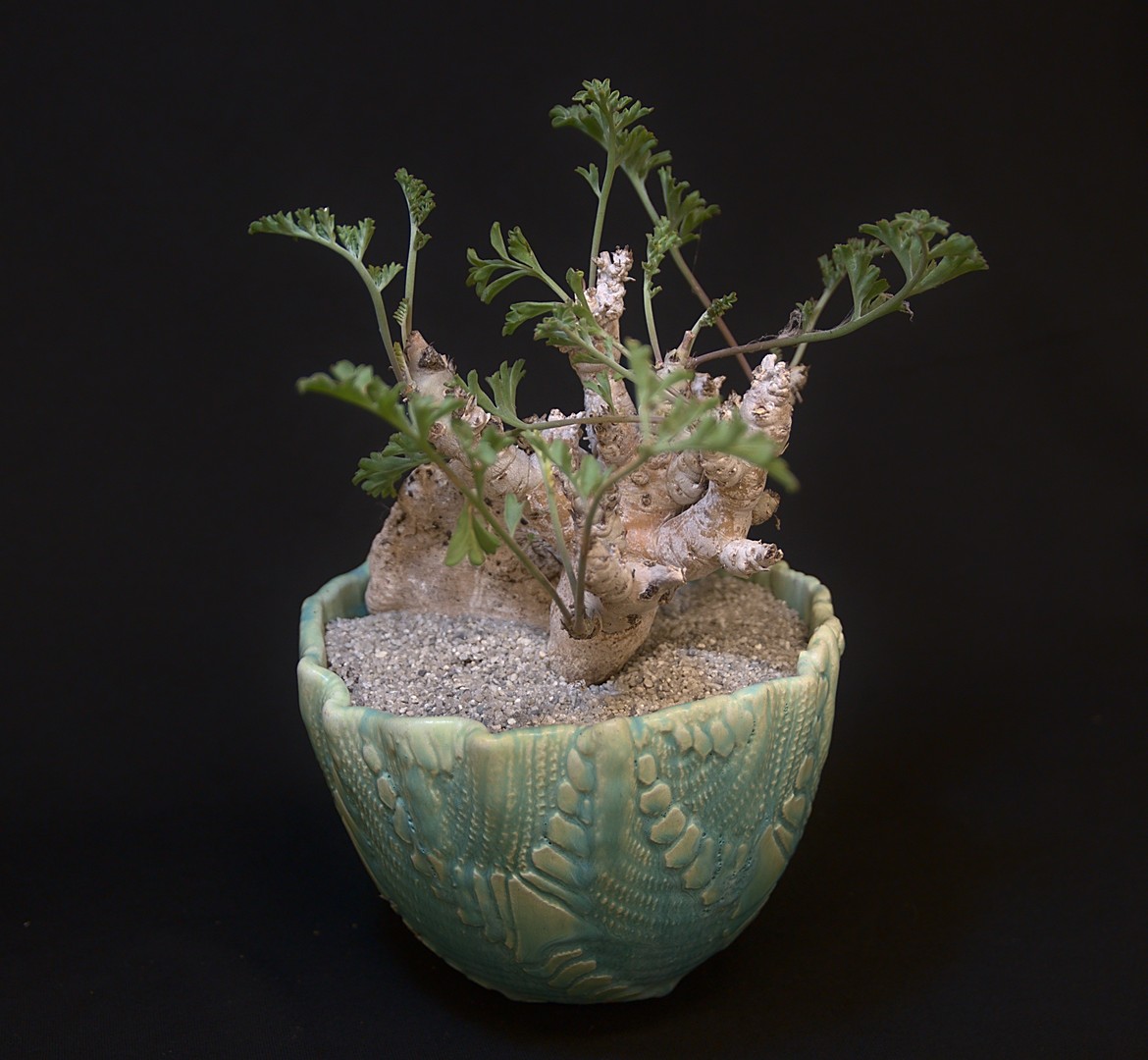SCCSS 2019 November - Winner Intermediate Succulent - Jade Neely - Pelargonium alternans