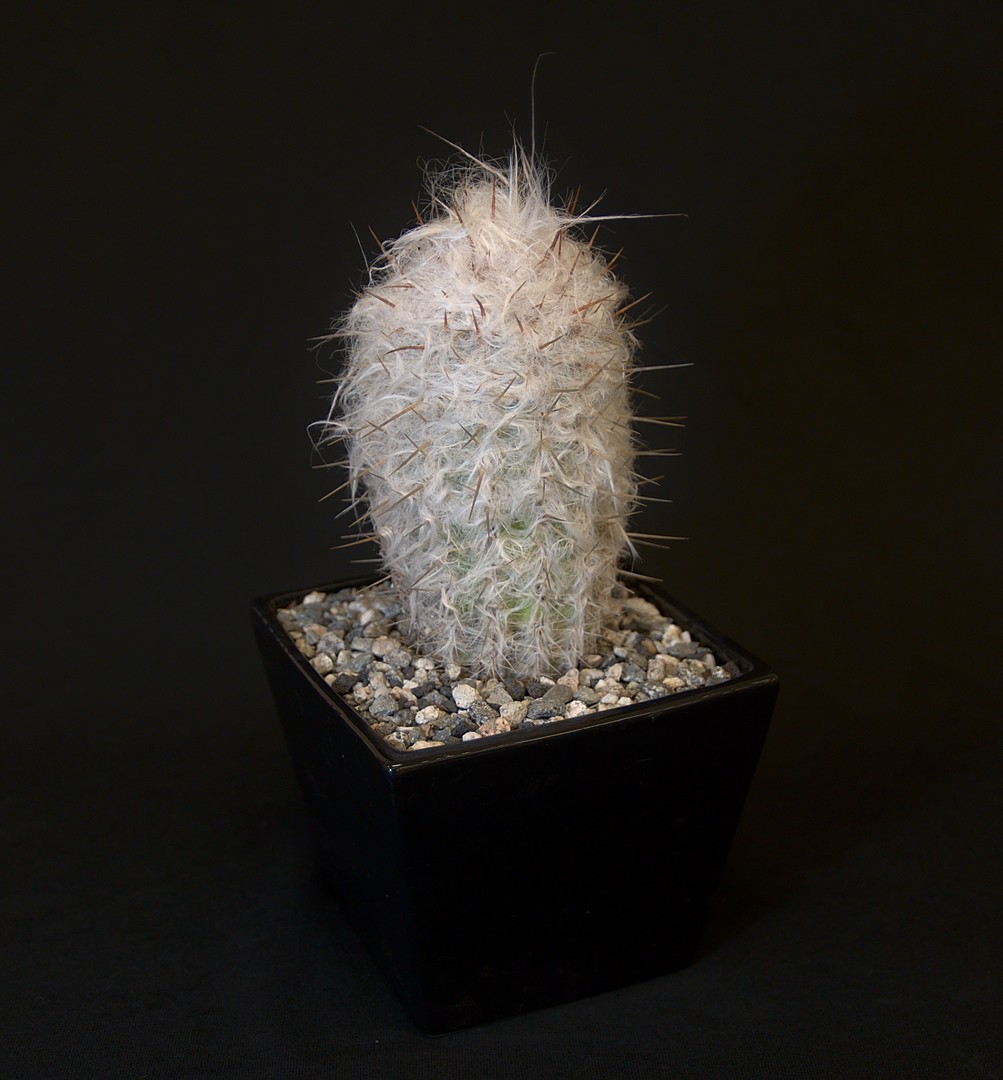 SCCSS 2019 November - Winner Novice Cactus - Terri Straub - Oreocereus trollii
