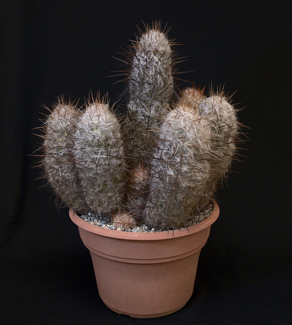SCCSS 2019 November - Winner Open Cactus - Gary Duke - Oreocereus trollii