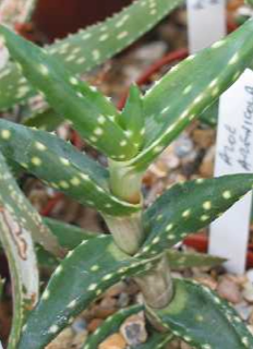 Aloe arenicola