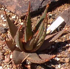 Aloe broomii