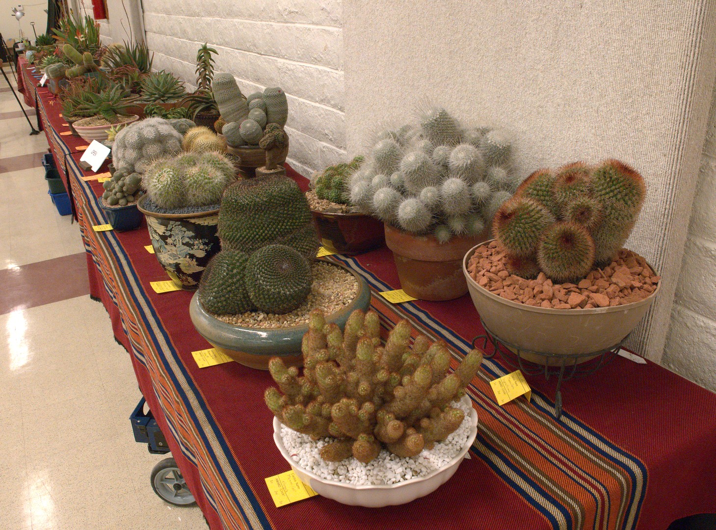 Open Cactus