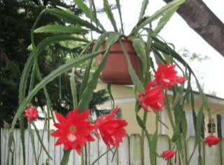 Epiphyllum