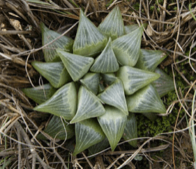 Haworthia retusa