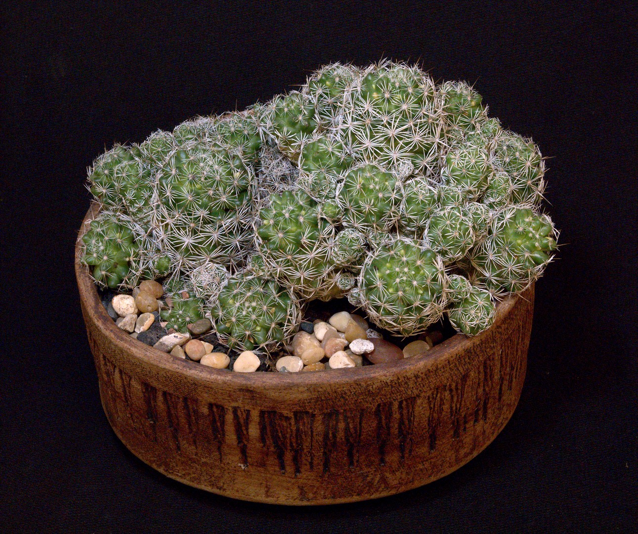 SCCSS 2020 January - Winner Intermediate Cactus - Coni Nettles - Mammilaria gracilis