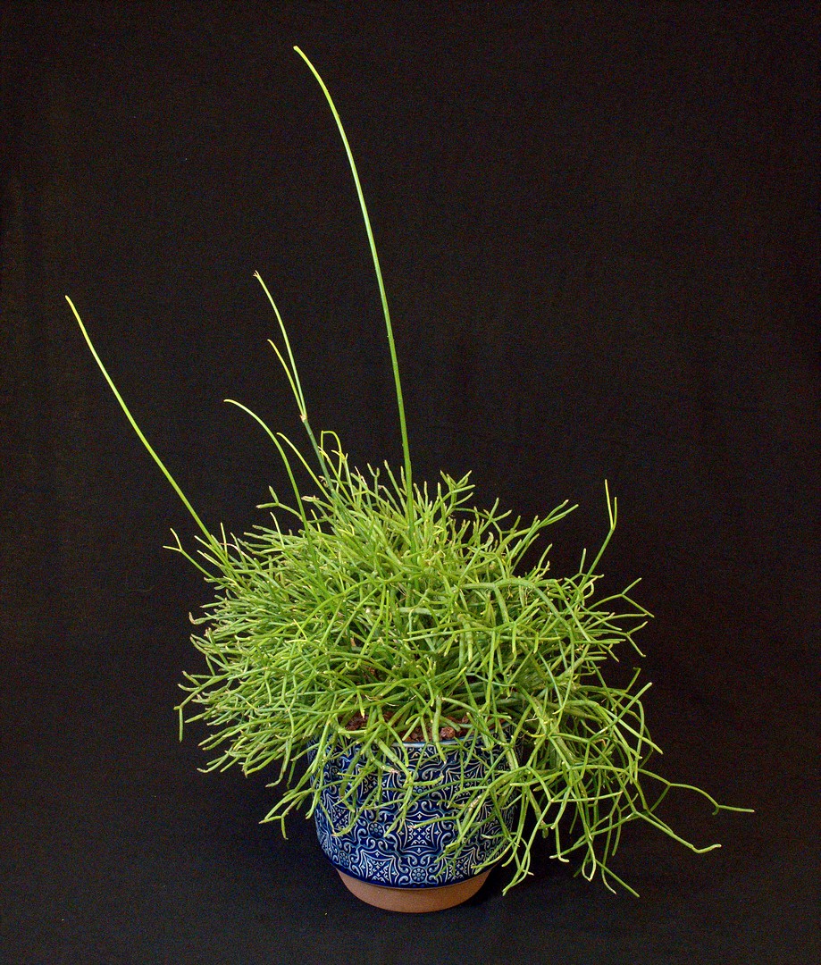 SCCSS 2020 February - Winner Intermediate Cactus - Coni Nettles - Rhipsalis baccifera