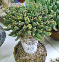 Euphorbia fortuita