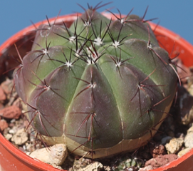 Notocactus securituberculatus