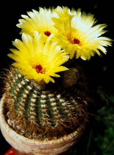Notocactus herteri parodia rare flowering cactus flower lotus cacti 100 SEEDS 