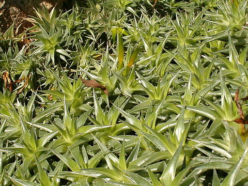 Deuterocohnia lorentziana