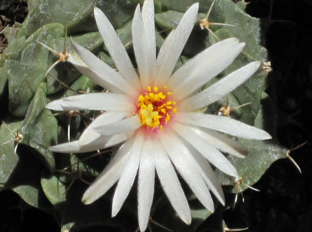 Obregonia denegrii flower