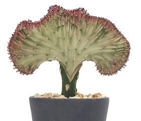 Euphorbia lactea f. cristata