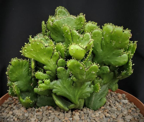 Euphorbia alluaudii f. cristata