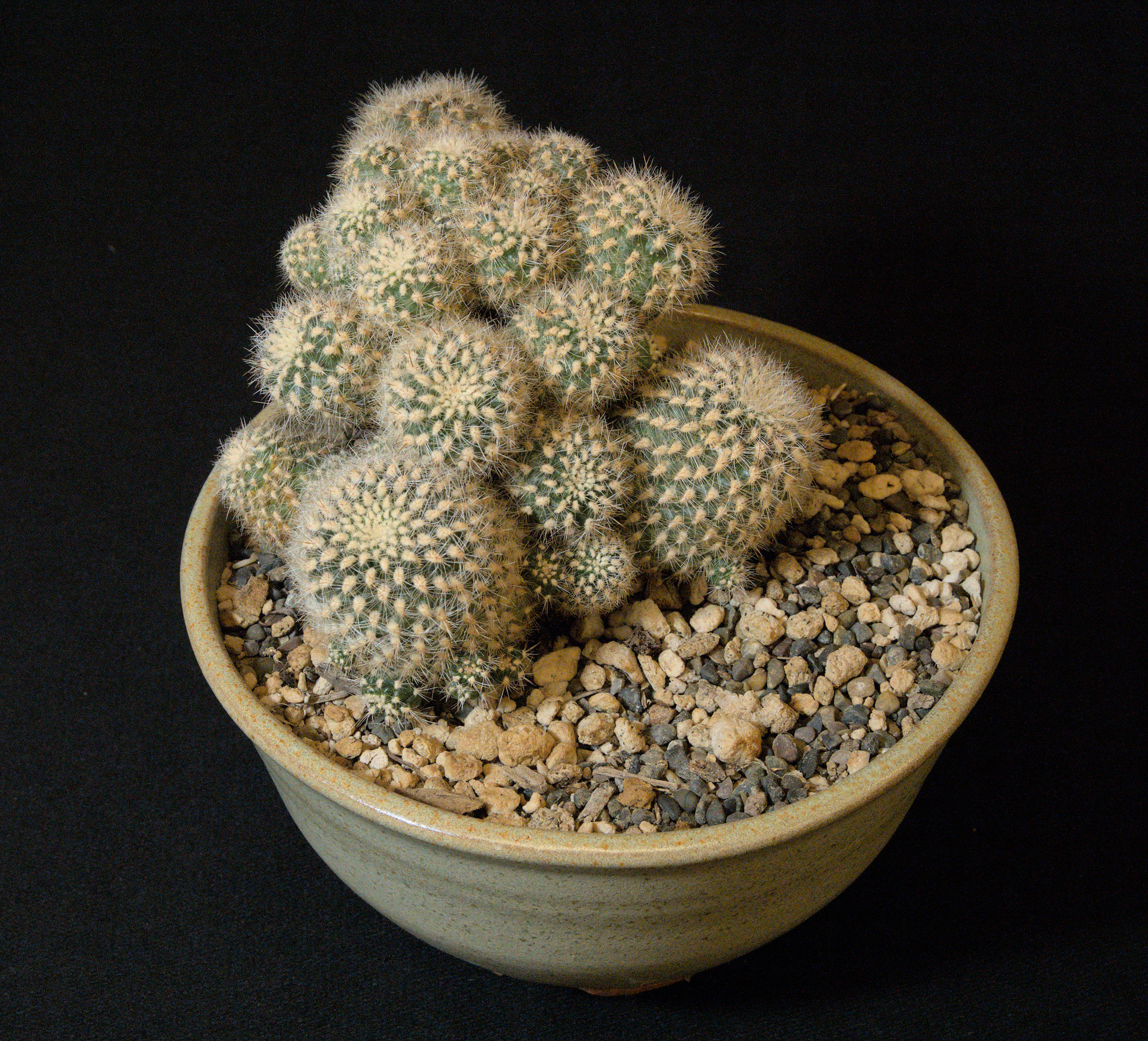 SCCSS 2022 June - Winner Intermediate Cactus - Bernard Johnson - Rebutia steinbachii subsp. tiraquensis