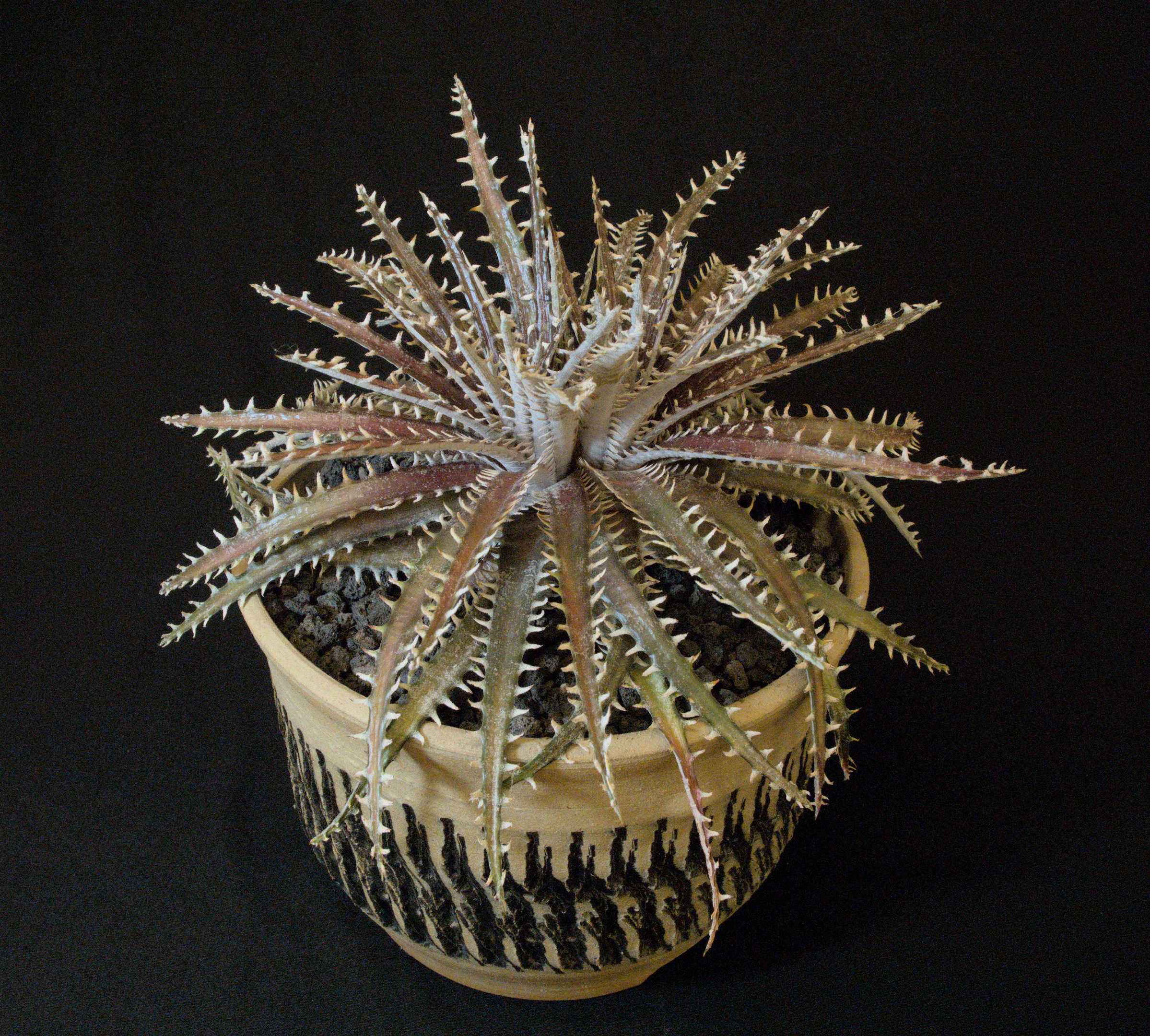SCCSS 2022 August - Winner Open Succulent - Maria Capaldo - Dyckia 'White Whiskers' Hybrid