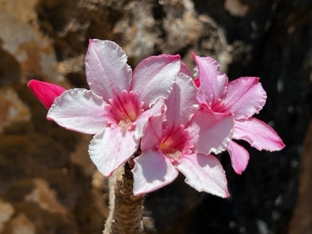 Adenium socotranum