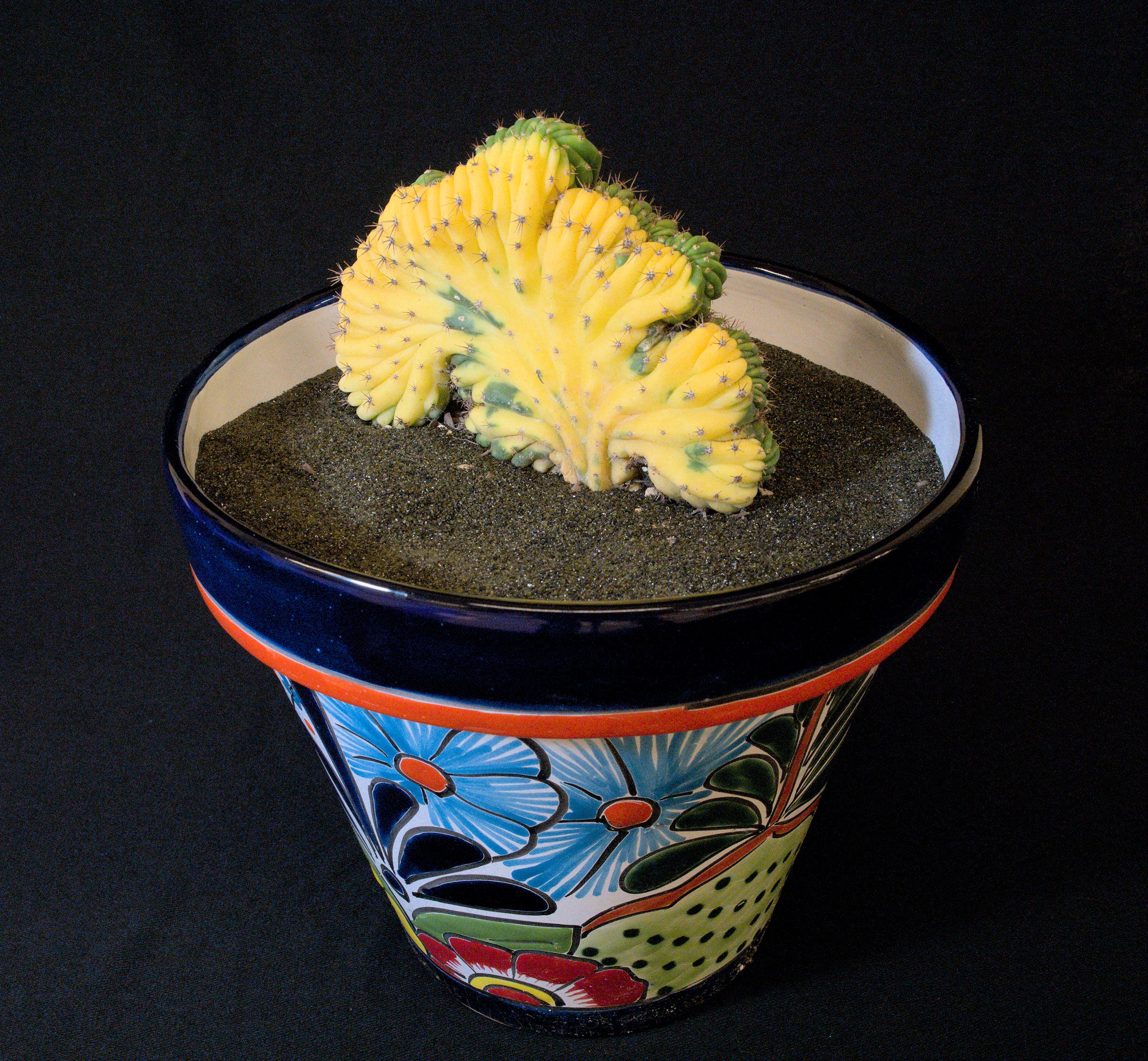 SCCSS 2022 September - Winner Novice Cactus - Vincent Darmali - Myrtillocactus geometrizans cristatus