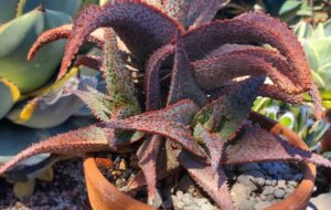 Aloe 'Lavendar Star'