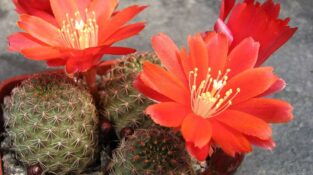 Aylostera (=Rebutia) vulpina