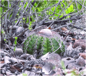 Tropidurus hygomi ingesting a fruit of Melocactus