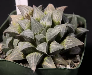 Haworthia emelyae var. major