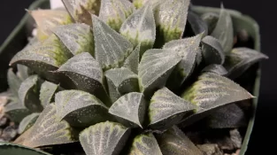 Haworthia Emelyae Var. Major