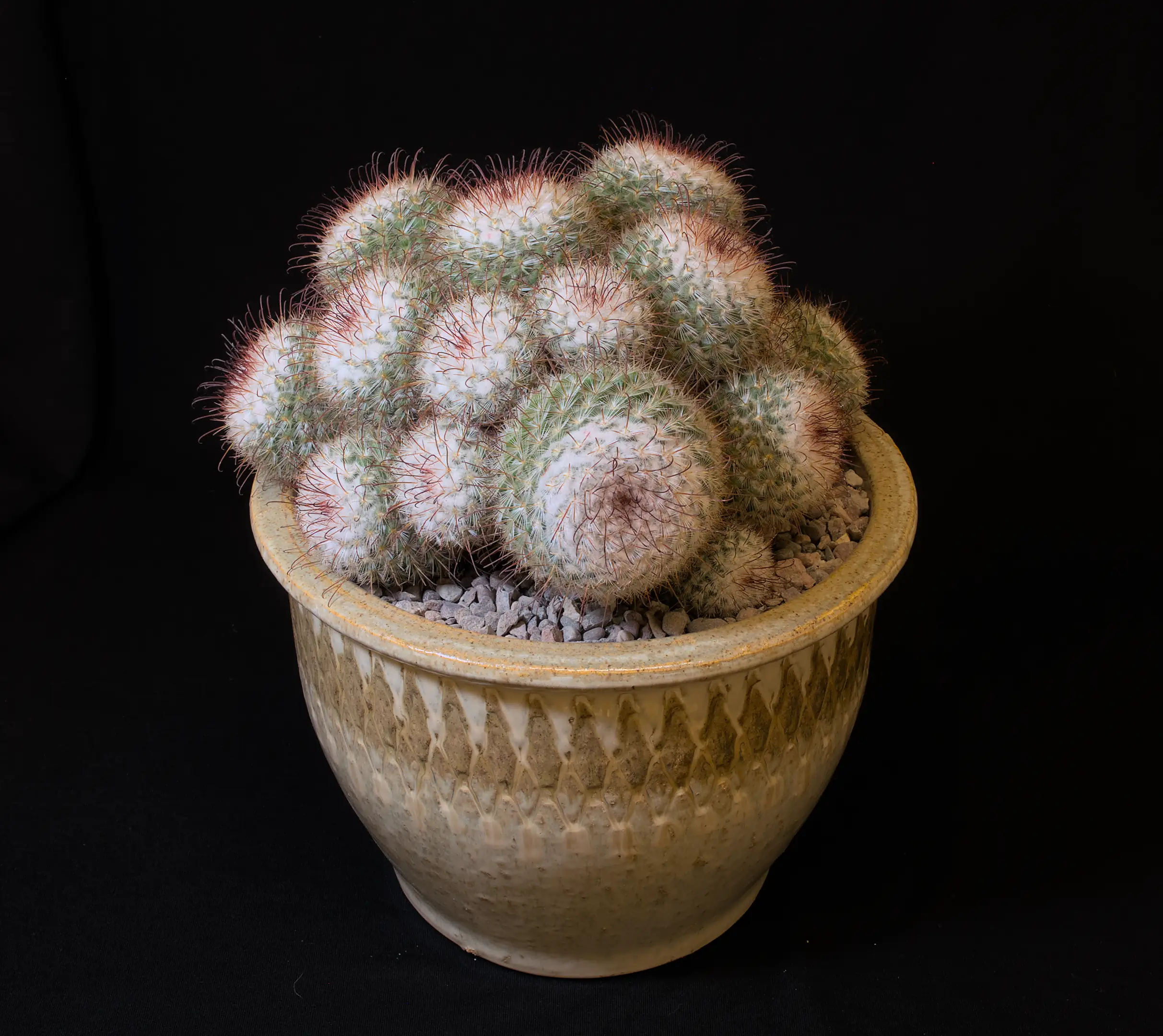 SCCSS 2024 01 - Intermediate Cactus Second - Terri Straub - Mammillaria bombycina