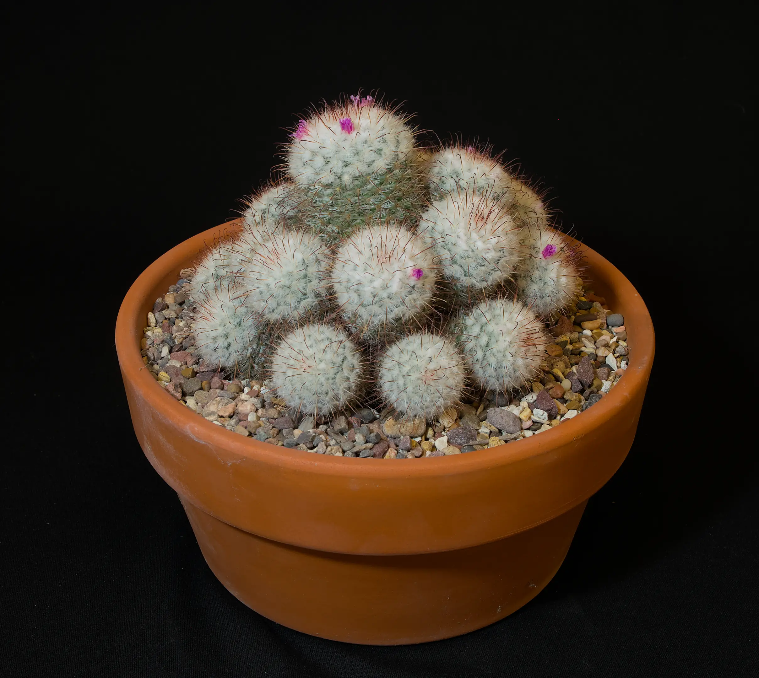 SCCSS 2024 01 - Intermediate Cactus Third - Bernard Johnson - Mammillaria bombycina