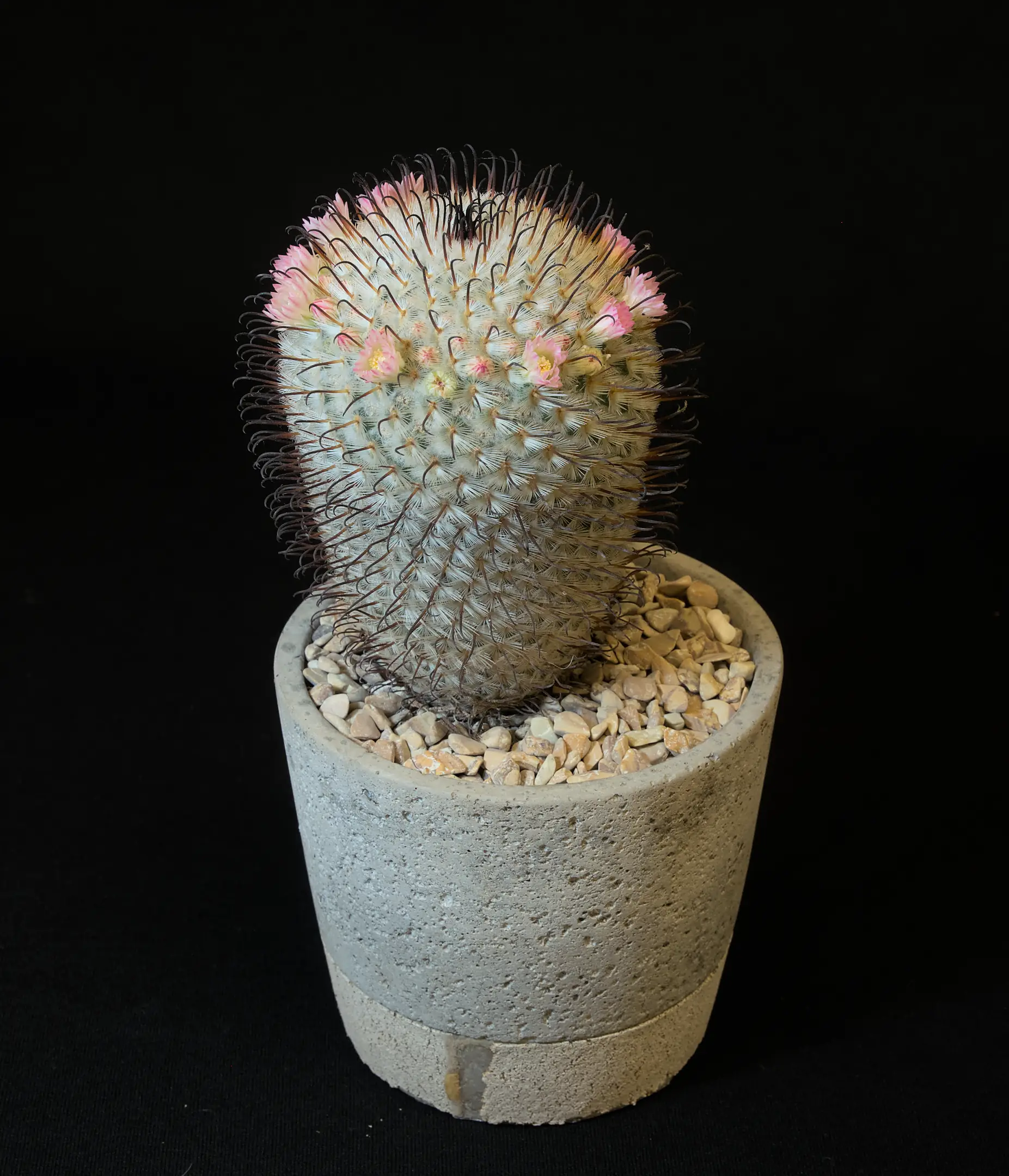 SCCSS 2024 01 - Novice Cactus First - Martin Dorsey - Mammillaria perezdelarosae