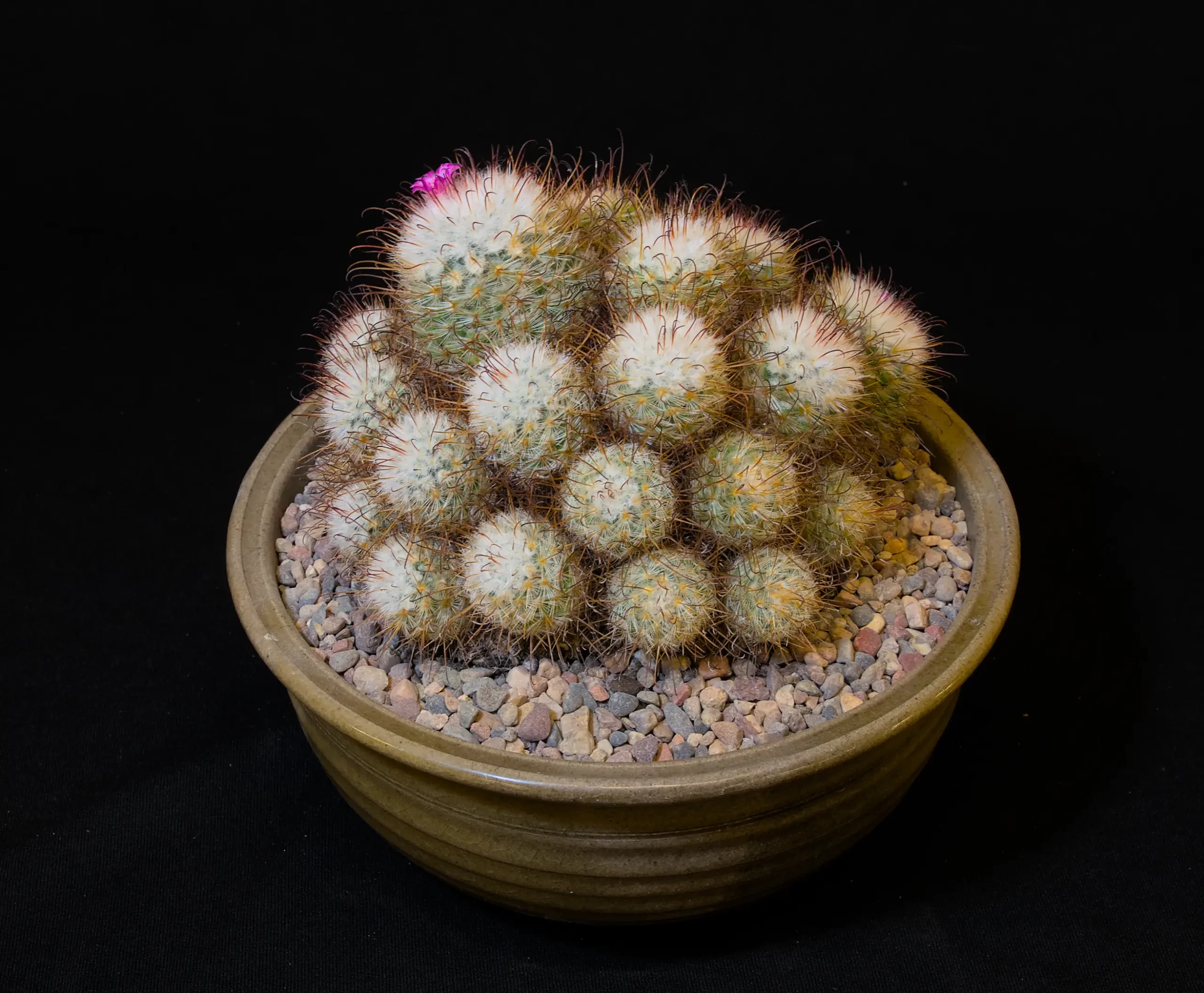 SCCSS 2024 01 - Open Cactus First - Maria Capaldo - Mammillaria bombycina