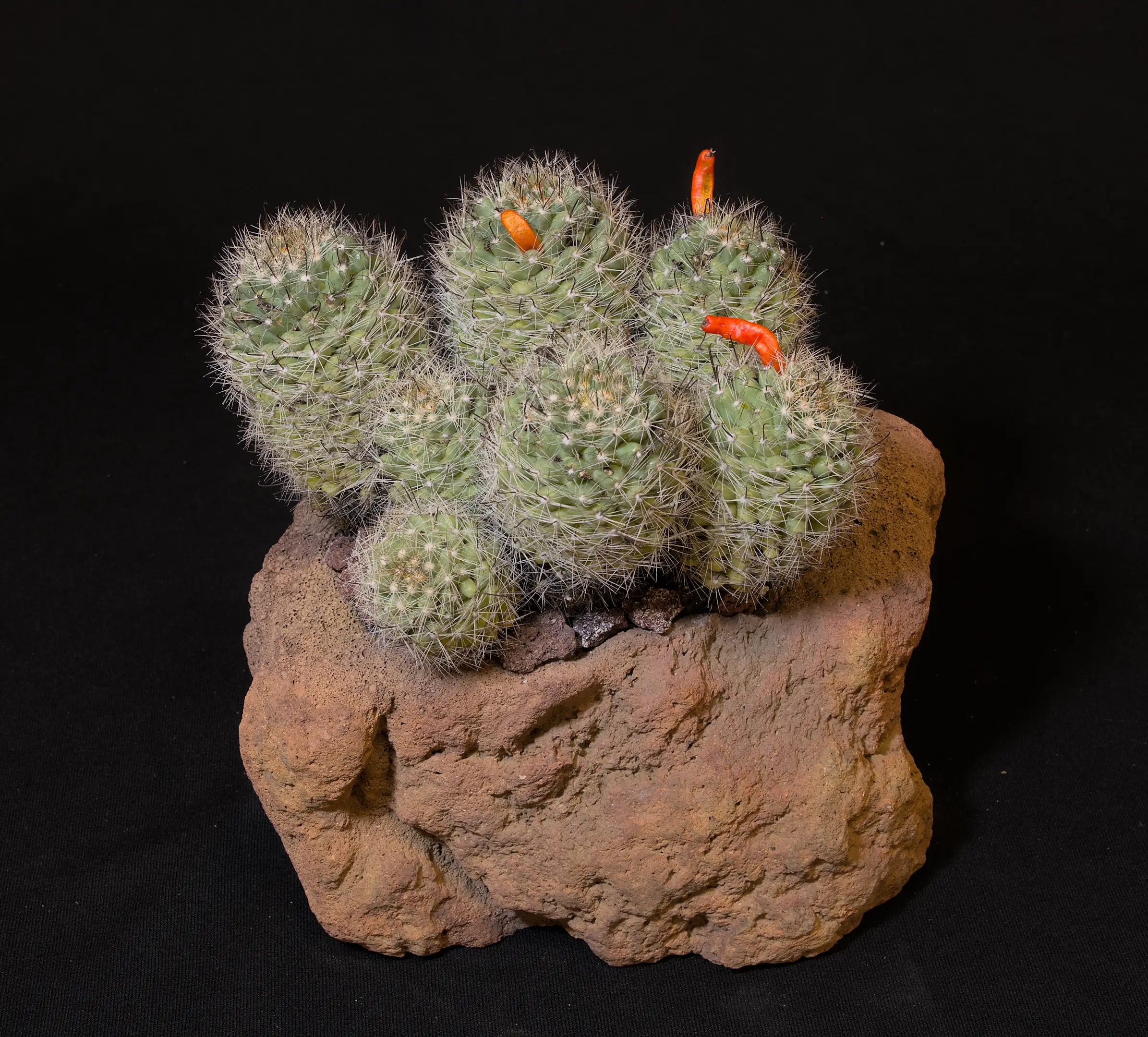 SCCSS 2024 01 - Open Cactus Second - Gary Duke - Cochemiea (=Mammillaria) boolii