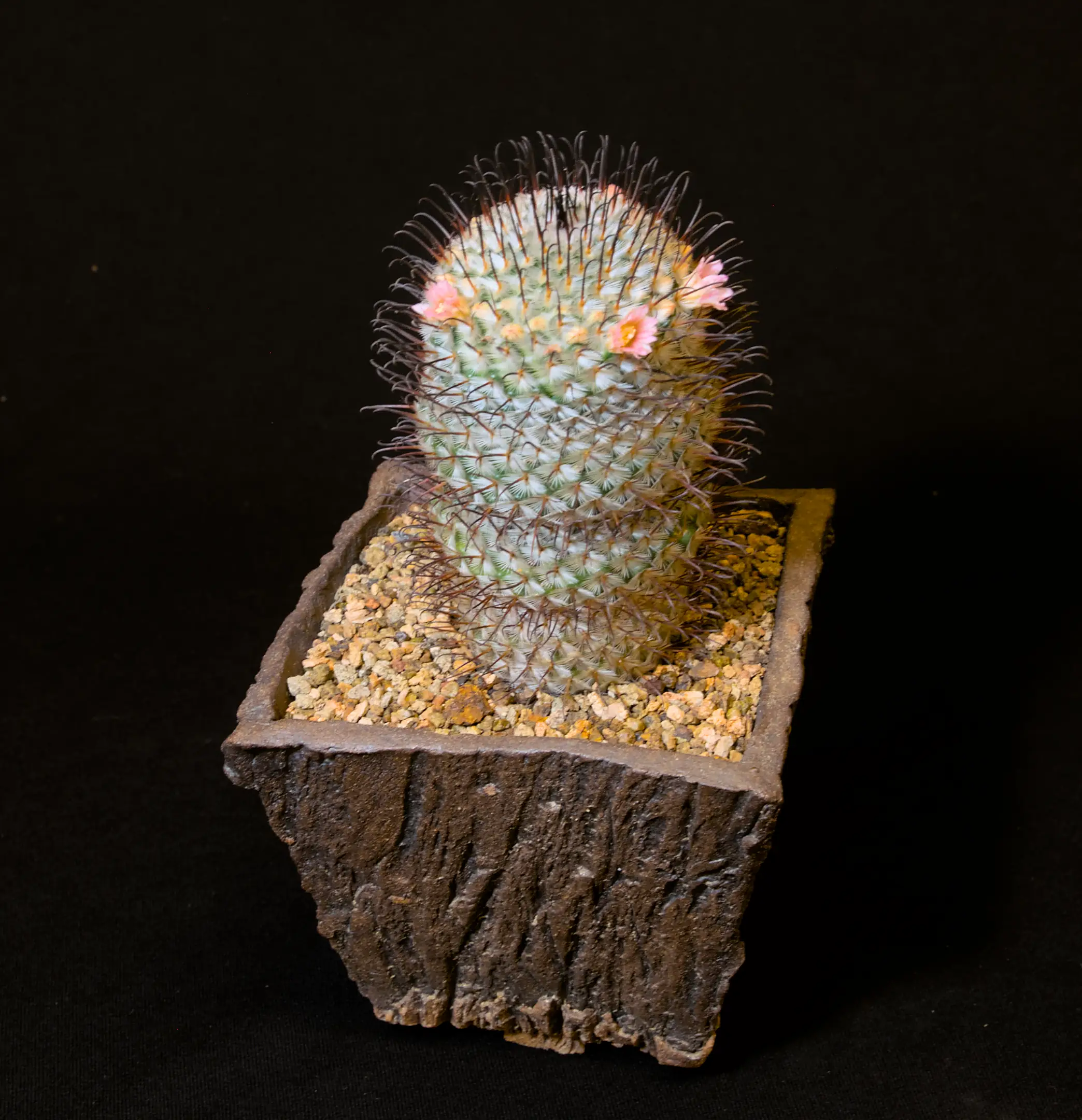 SCCSS 2024 01 - Open Cactus Third - Gary Duke - Mammillaria perezdelarosae