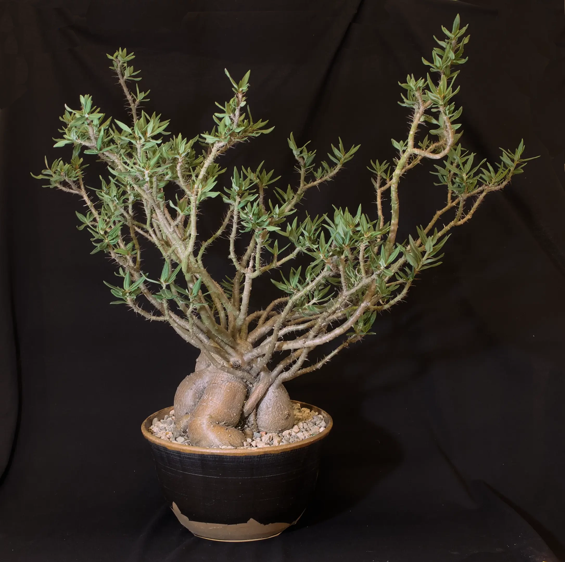 SCCSS 2024 01 - Open Succulent First - Jim Gardner - Pachypodium bispinosum × succulentum