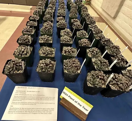 2024 Plant of the Year