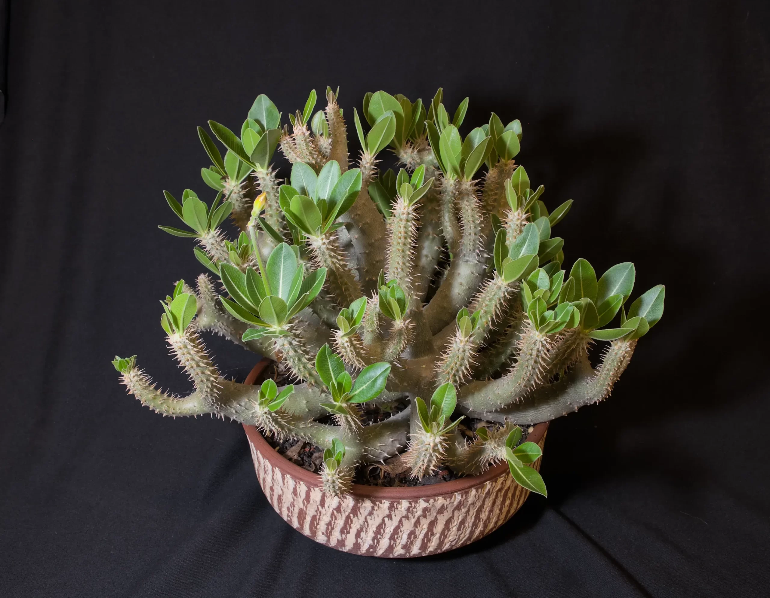 SCCSS 2024 06 - Open Succulent First - Jim Gardner - Pachypodium rosulatum