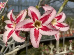 Greenhouse hybrid flowers