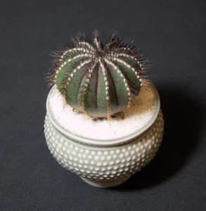 SCCSS 2024 09 - Novice Cactus First - Vincent Darmali - Uebelmannia pectinifera