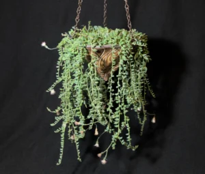 SCCSS 2024 11 - Novice Succulent First - Liz Ying - Senecio