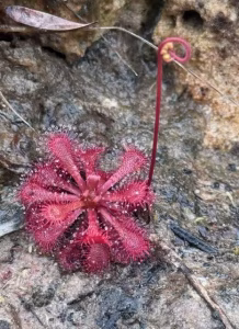 Plant with red leaves