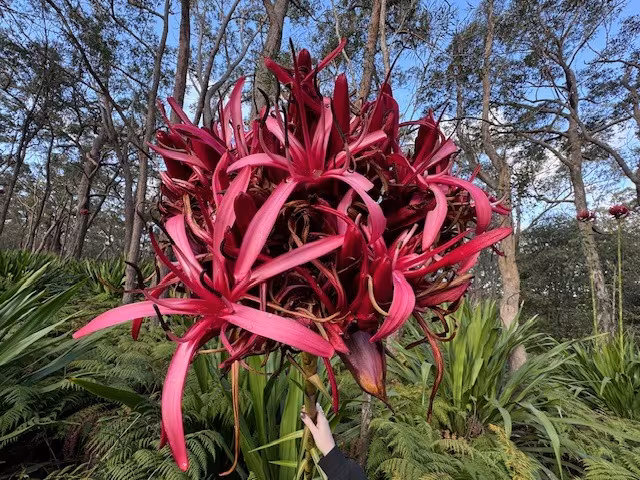 Plant with red inflorescence