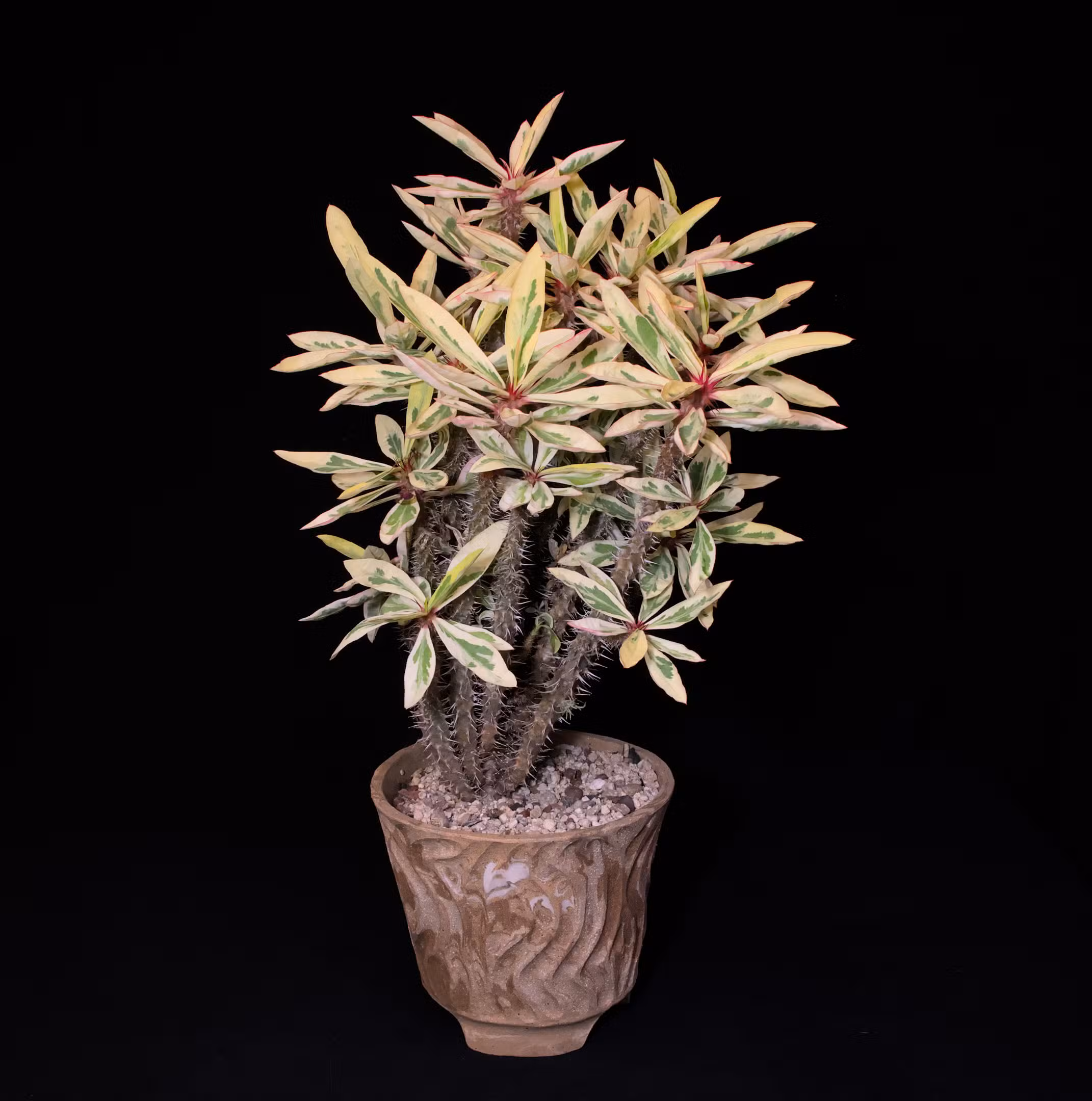 SCCSS 2025 09 - Open Succulent First - Laurel Woodley - Euphorbia milii 'Fireworks'